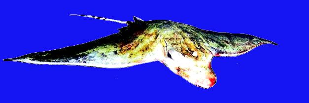 Pteromylaeus bovinus